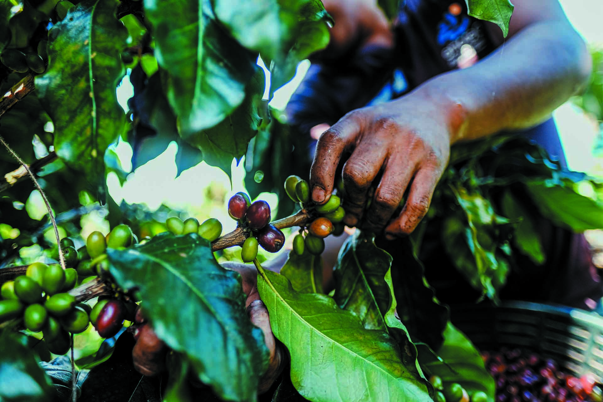 Savour the aroma of <br/>freshly ground coffee from CCC